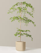 Black Olive Tree
