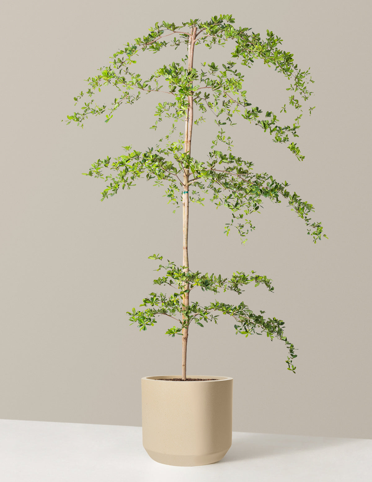 Black Olive Tree