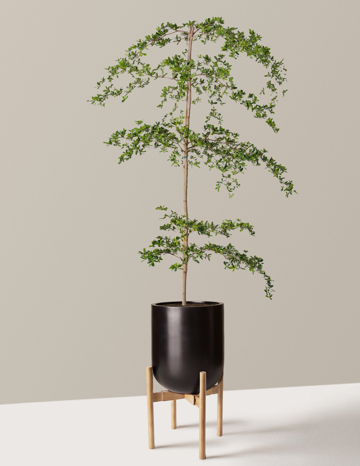 Black Olive Tree