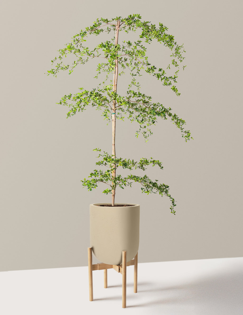 Black Olive Tree