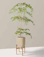 Black Olive Tree