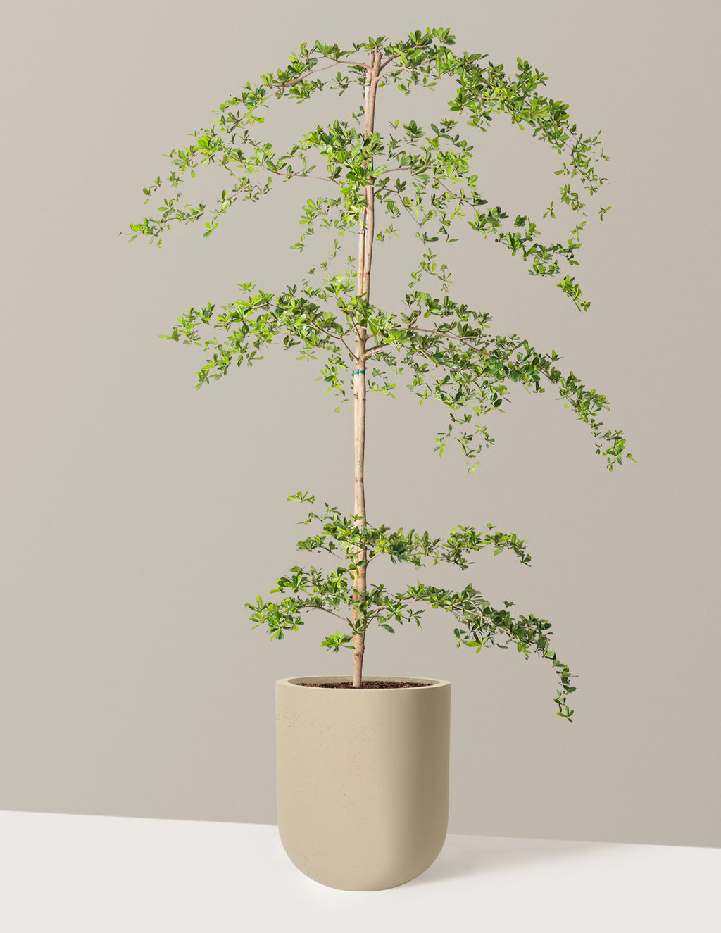 Black Olive Tree