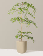 Black Olive Tree