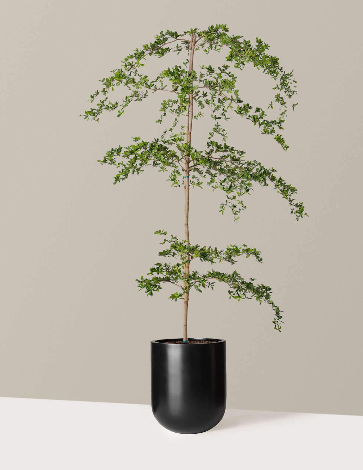 Black Olive Tree