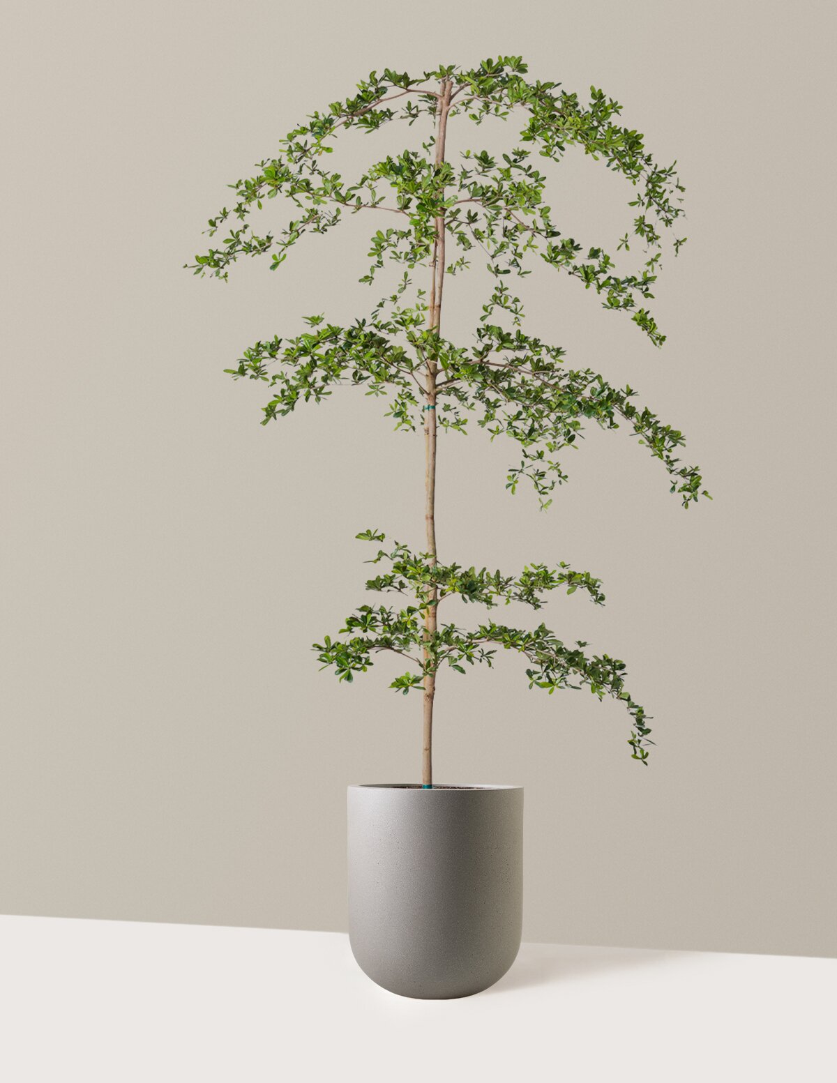 Black Olive Tree