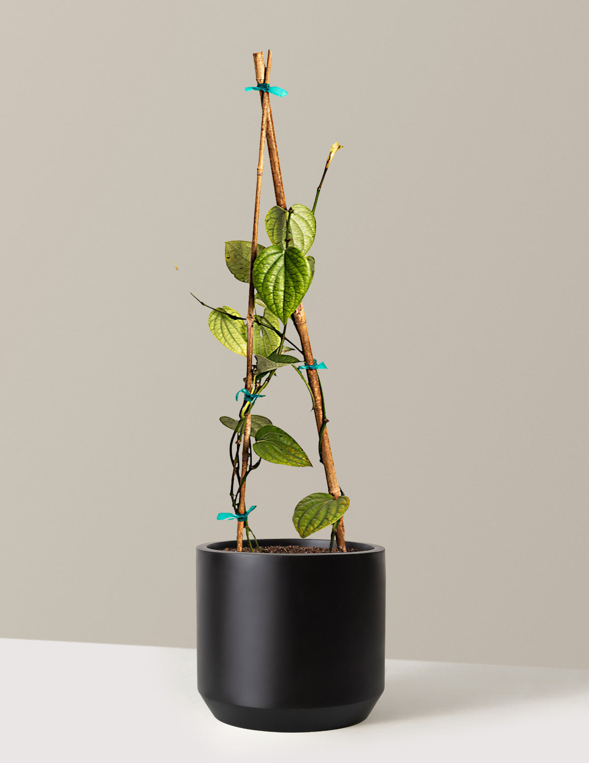 files/the-sill_Large-Black-Pepper-Plant-_3-Gallon__Large-Mexia-Black_Variant.jpg