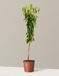 bundle | 4-5 ft. | Grow Pot