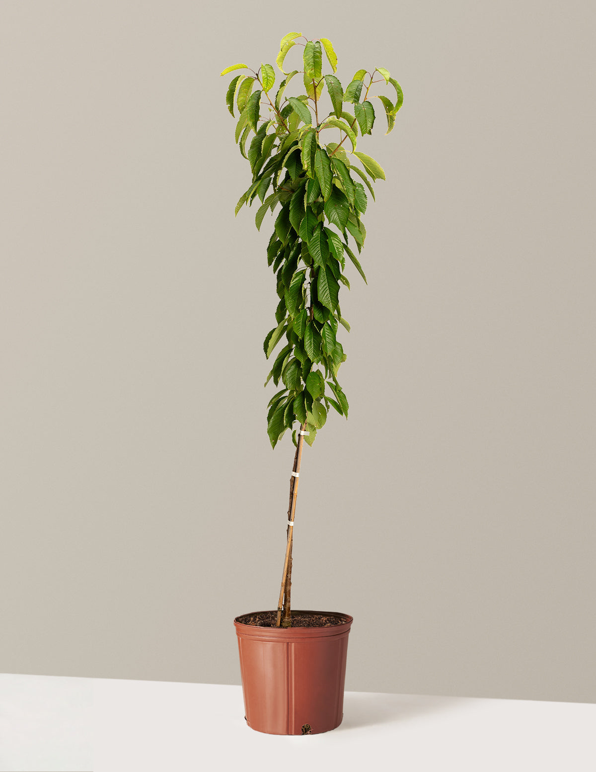 bundle | 6-7 ft. | Grow Pot