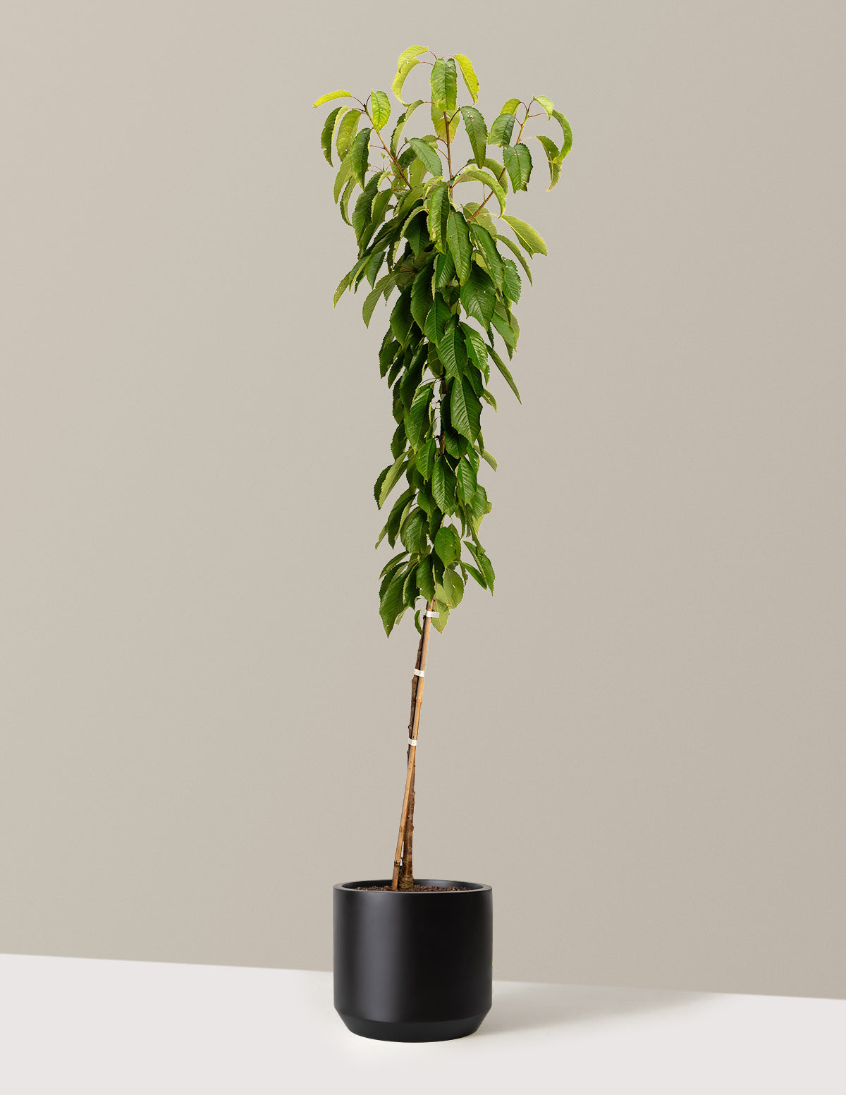 bundle | 4-5 ft. | Mexia | Black