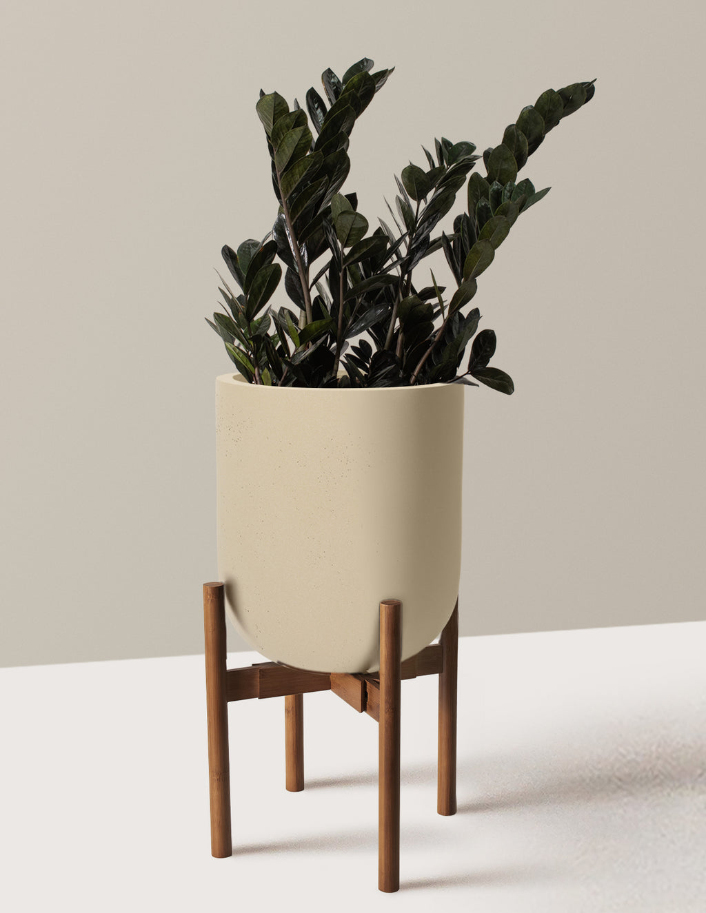 Black ZZ Plant