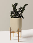 Black ZZ Plant
