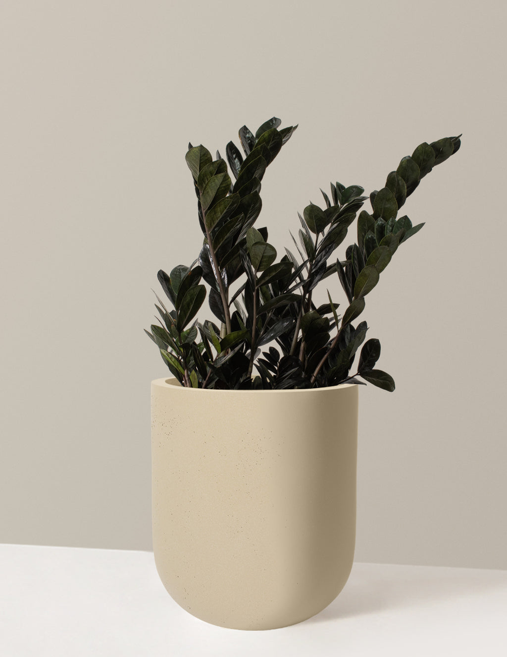 Black ZZ Plant