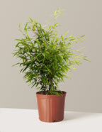 bundle | 3 Gallon | Grow Pot