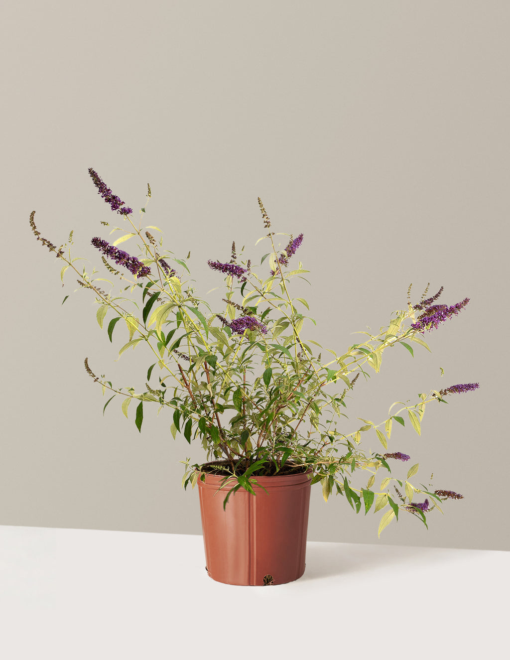 bundle | 3 Gallon | Grow Pot