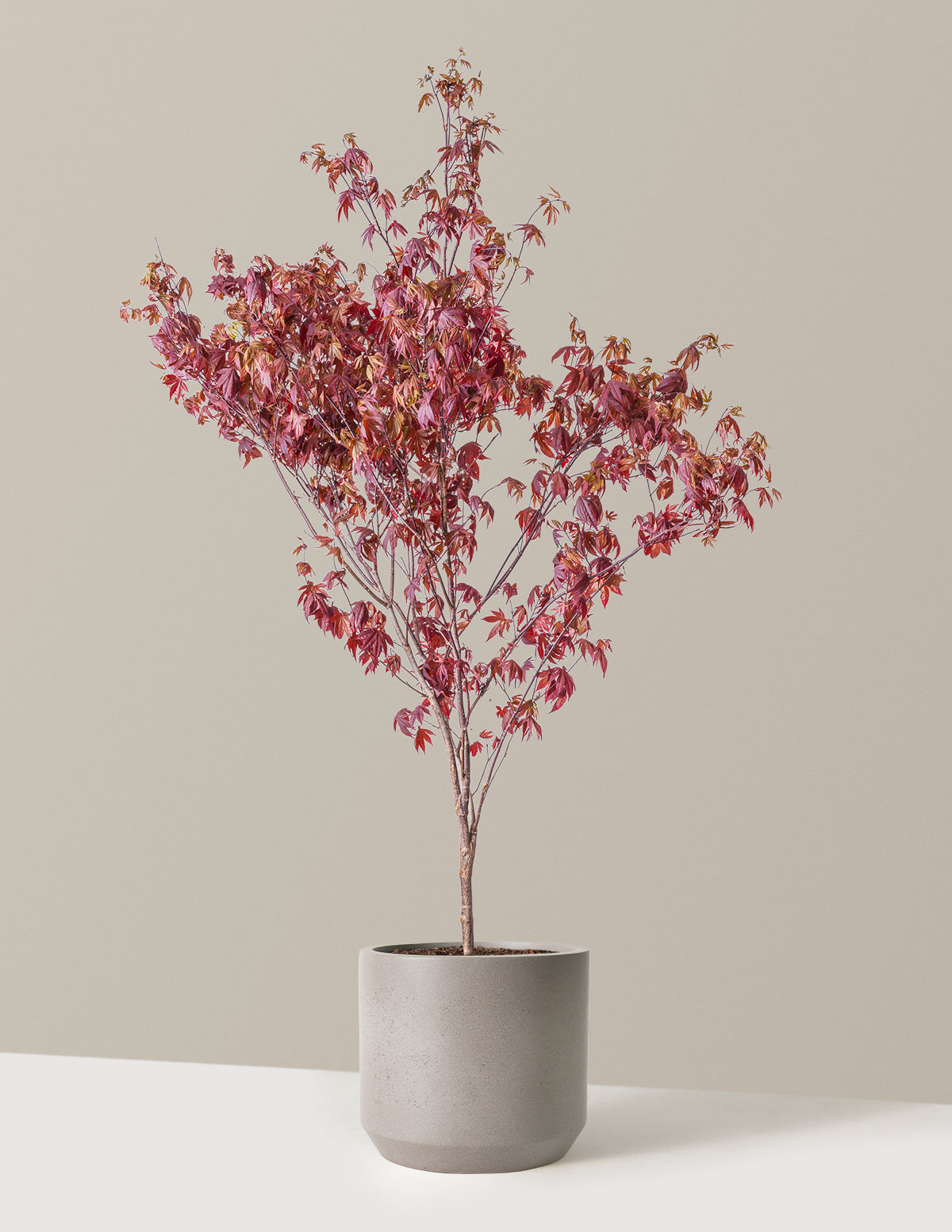 files/the-sill_Large-Bloodgood-Japanese-Maple_Large_Mexia_Cement-Grey_Variant.jpg