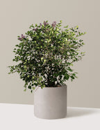 Bloomerang Lilac Bush