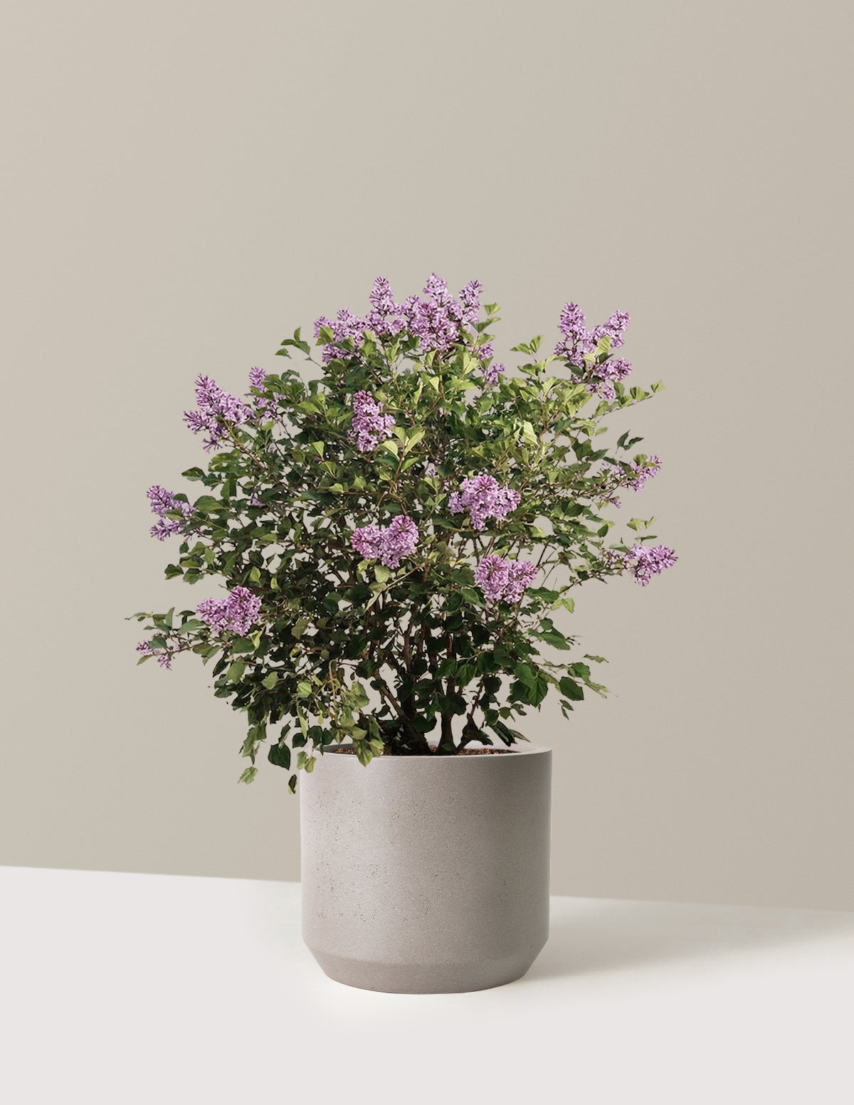 bundle | 3 Gallon | Mexia | Cement Grey