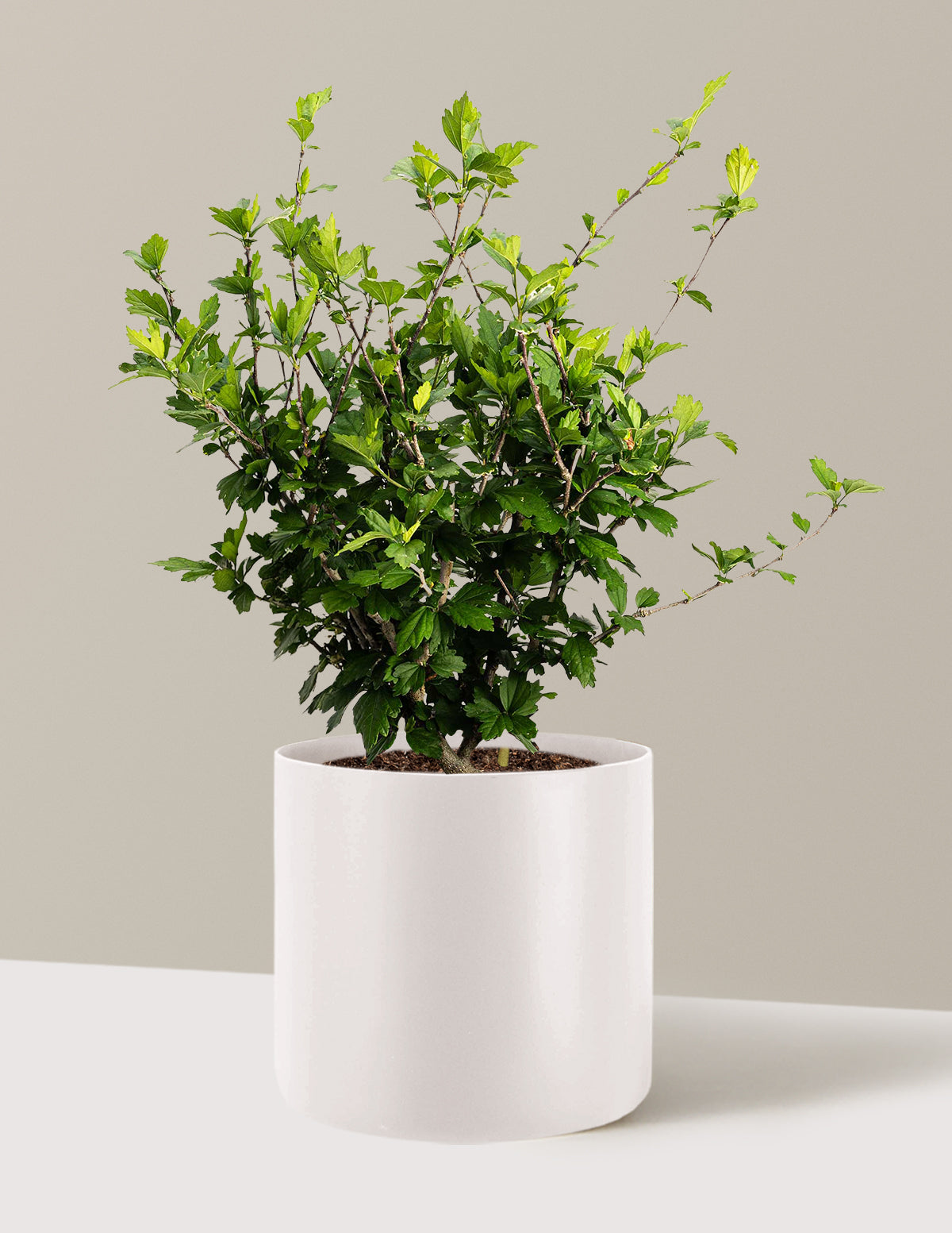 bundle | 3 Gallon | Agnes | Cream