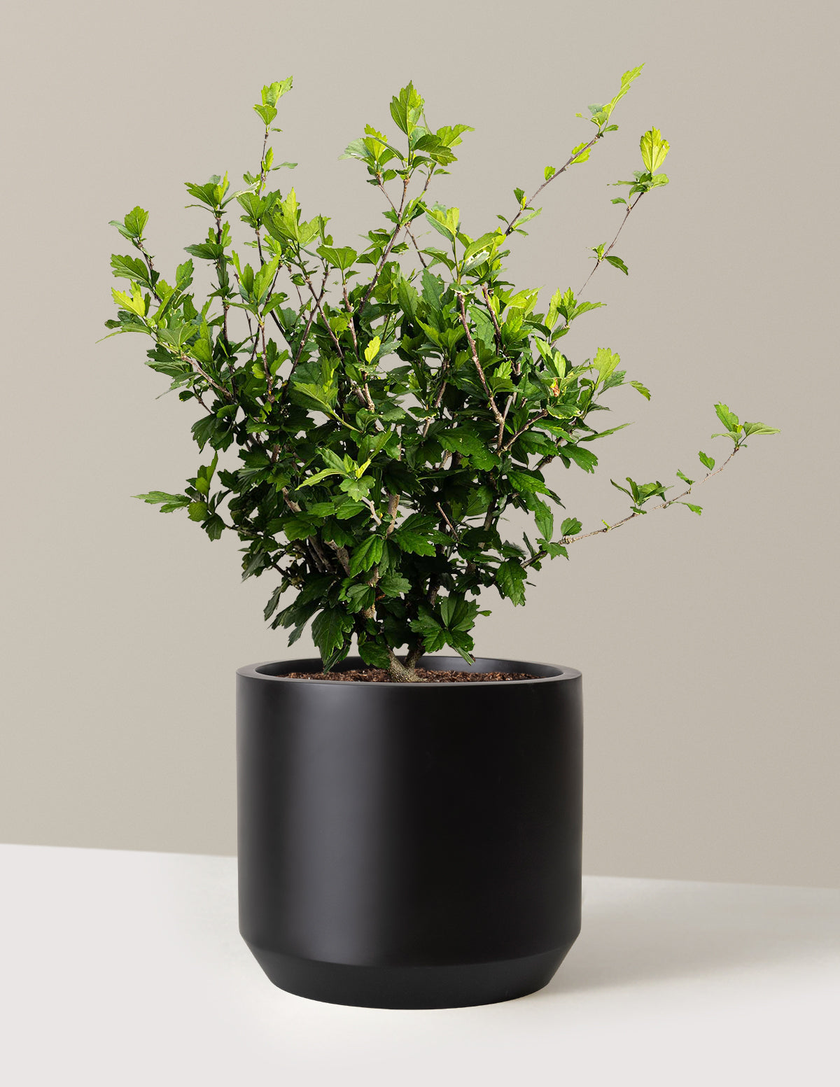 bundle | 3 Gallon | Mexia | Black