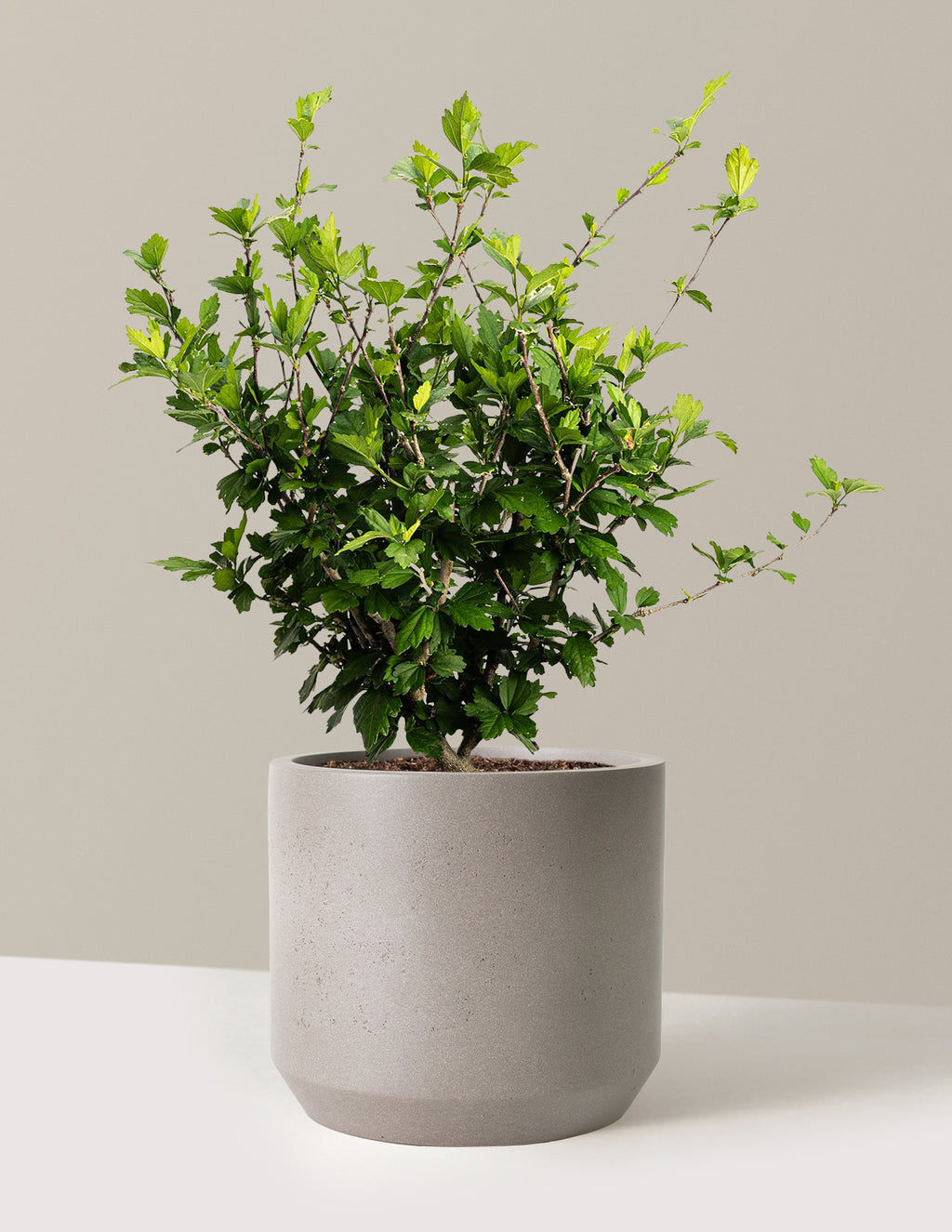bundle | 3 Gallon | Mexia | Cement Grey