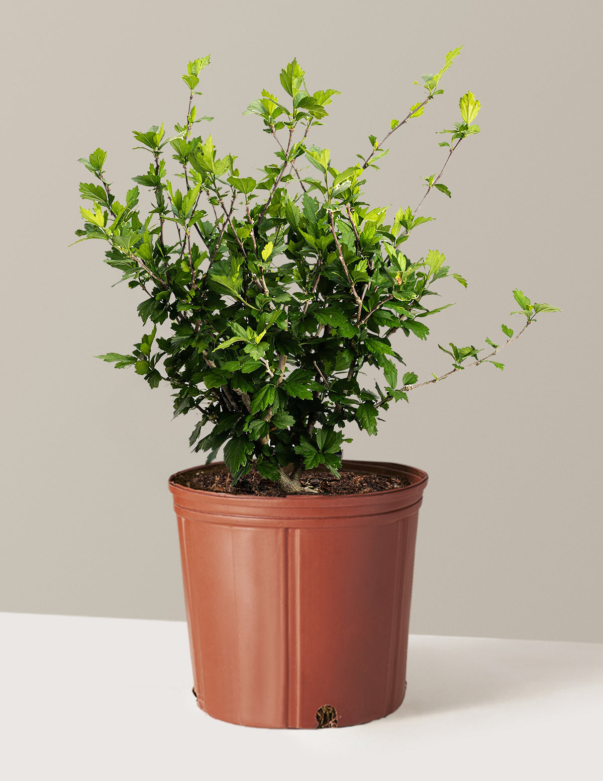 bundle | 3 Gallon | Grow Pot