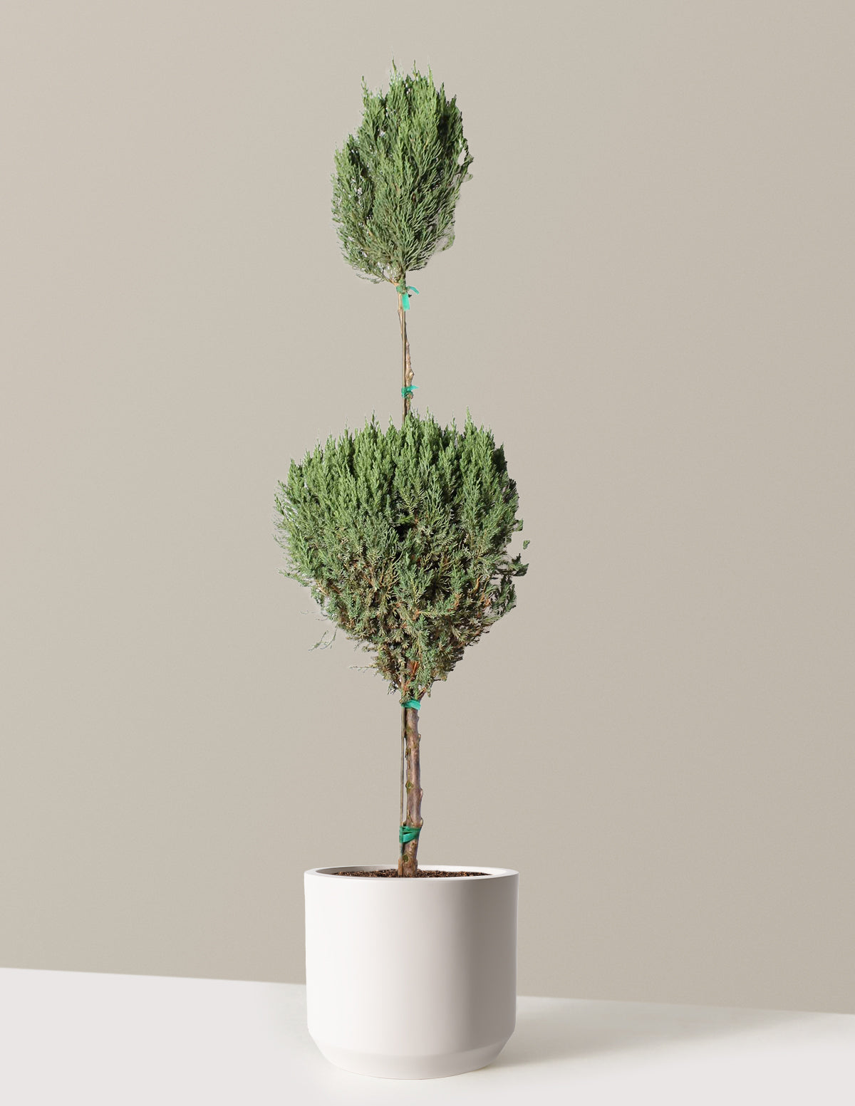 files/the-sill_Large-Blue-Point-Juniper-Topiary-Tree-_5-Gallon__Large-Mexia-Cream_Variant.jpg