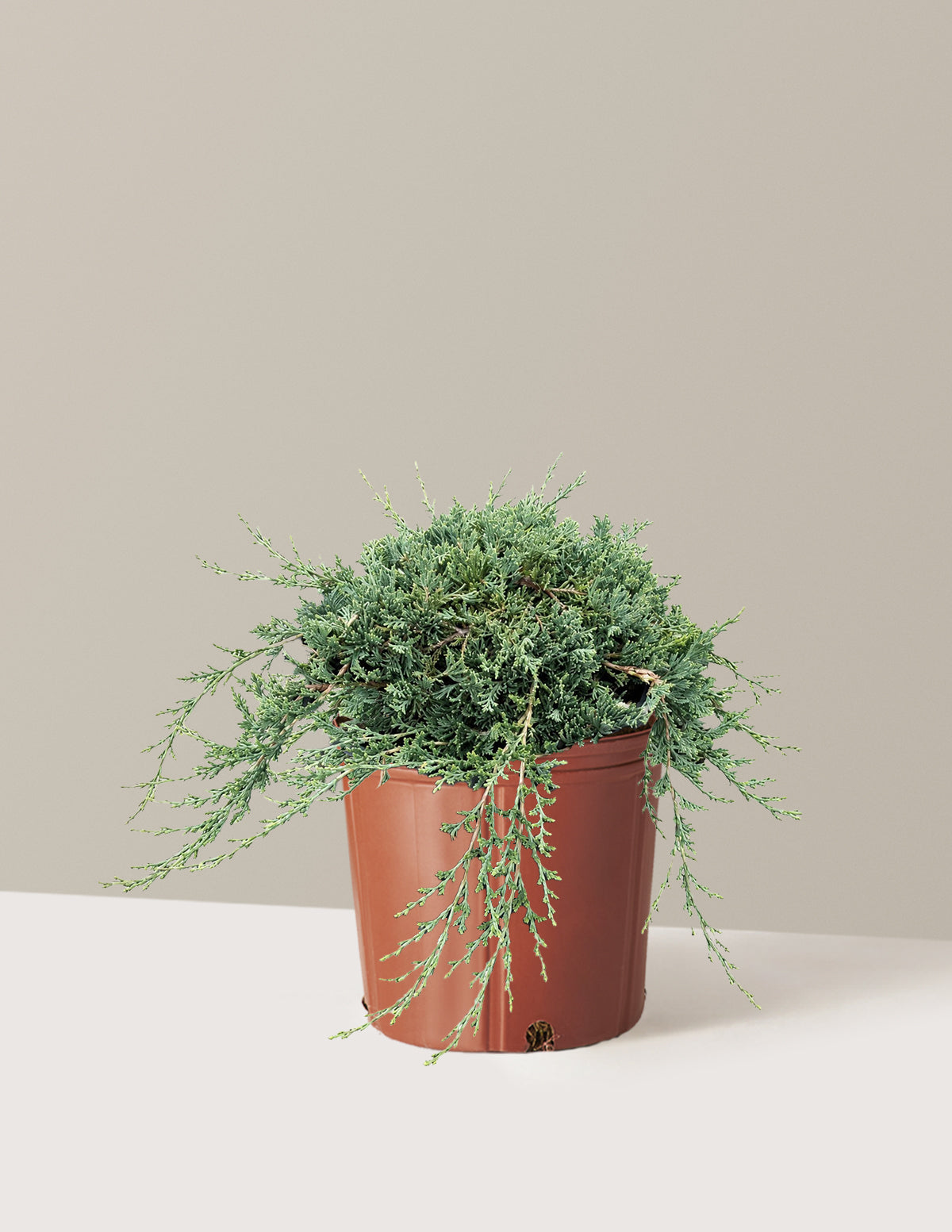 files/the-sill_Large-Blue-Rug-Juniper_Large_Growpot_Variant.jpg