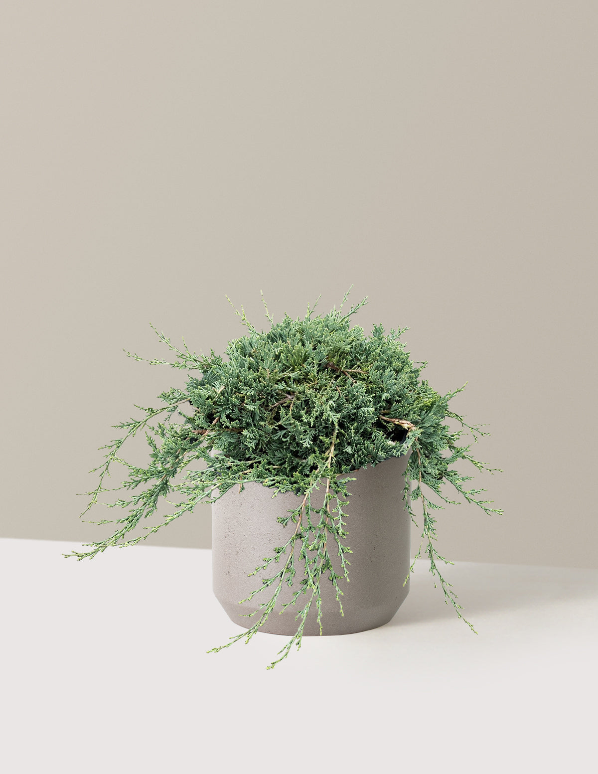 Blue Rug Juniper