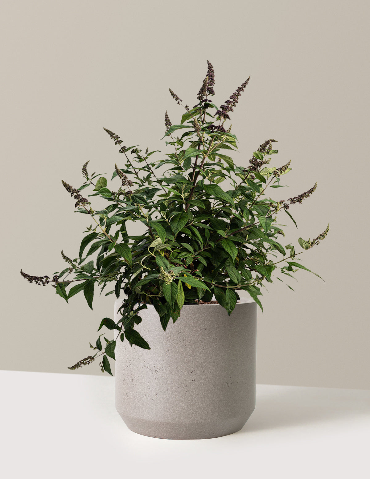 files/the-sill_Large-Blueberry-Pie_-Butterfly-Bush-_3-Gallon__Large-Mexia-Cement-Grey_Variant.jpg