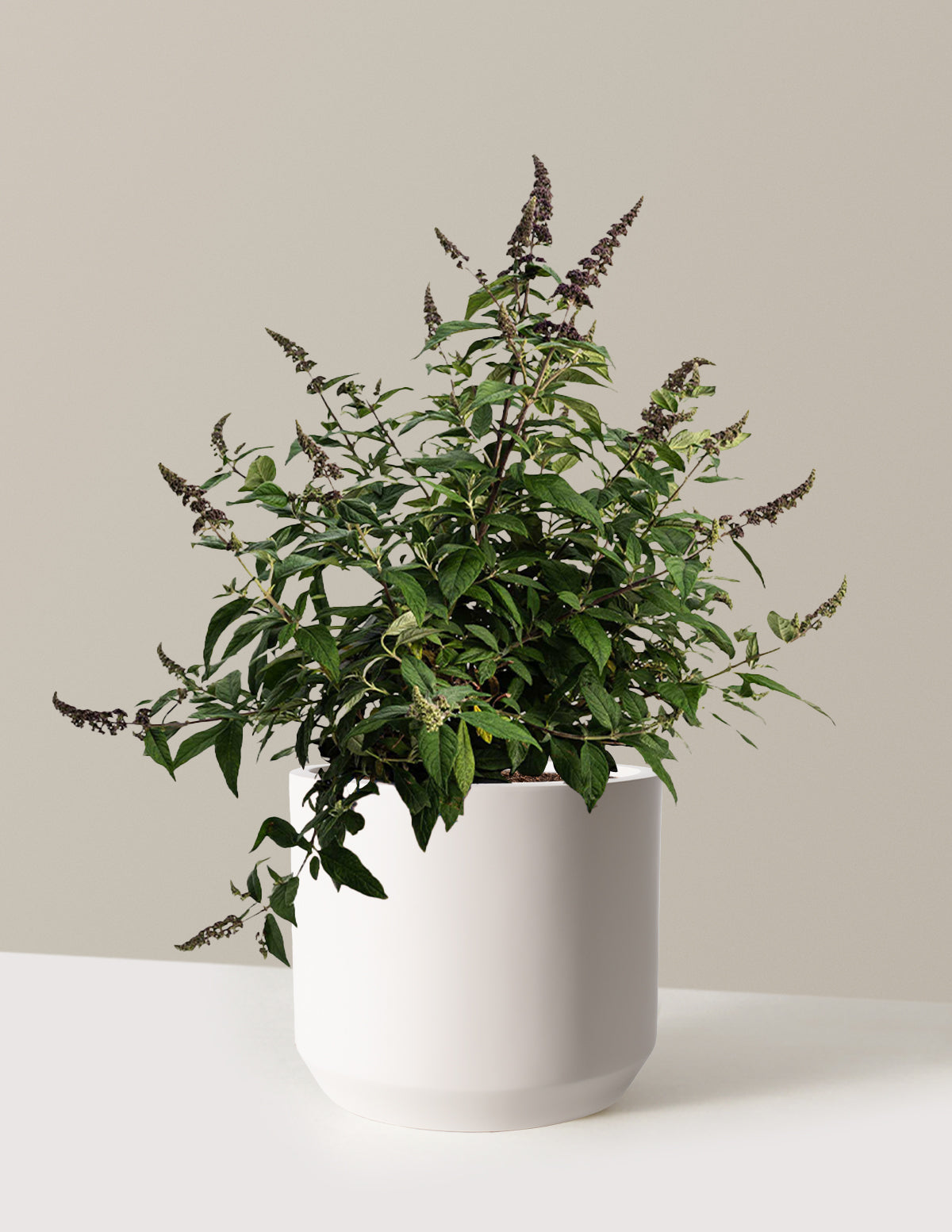 bundle | 3 Gallon | Mexia | Cream