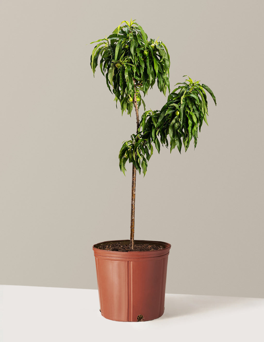 bundle | 2-3 ft. | Grow Pot