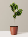 bundle | 2-3 ft. | Grow Pot