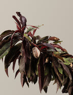 Bonfire Patio Peach Plant