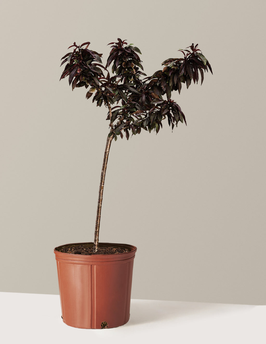 bundle | 2-3 ft. | Grow Pot