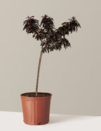 bundle | 2-3 ft. | Grow Pot