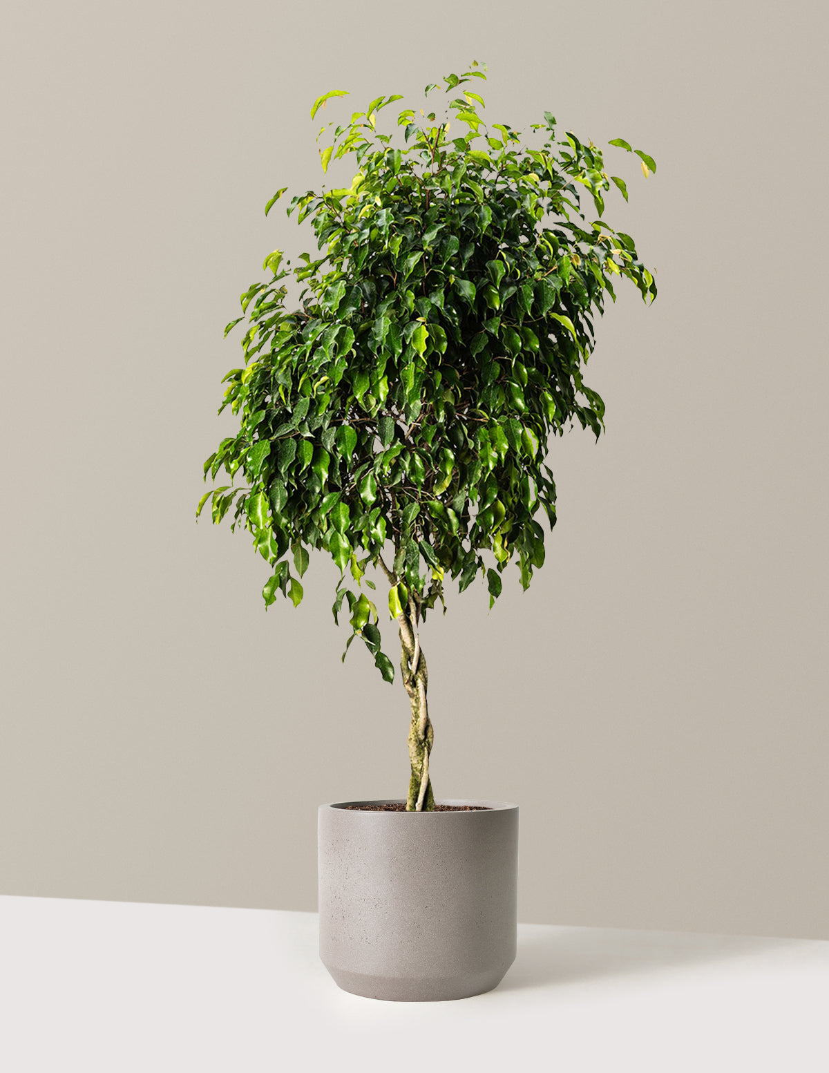 files/the-sill_Large-Braided-Benjamina-Ficus-_5-Gallon__Large-Mexia-Cement-Grey_Variant.jpg