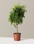 bundle | Large | Grow Pot