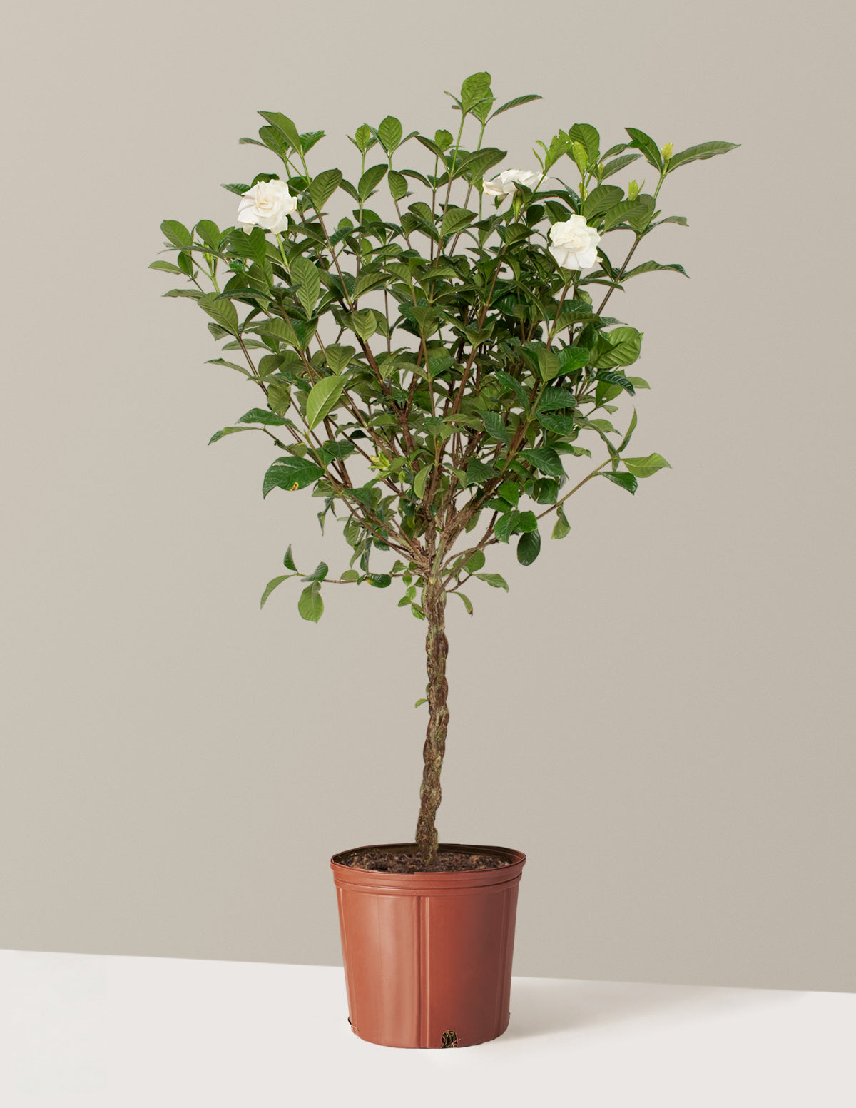 bundle | Large | Grow Pot