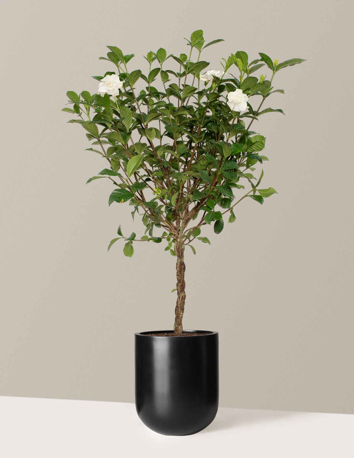 files/the-sill_Large-Braided-Gardenia-Tree_Large_Pallas_Black_Variant.jpg