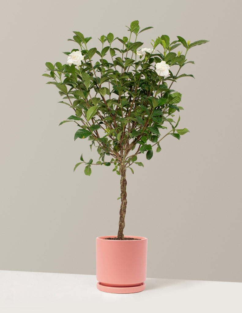 How to care for a Large Braided Gardenia