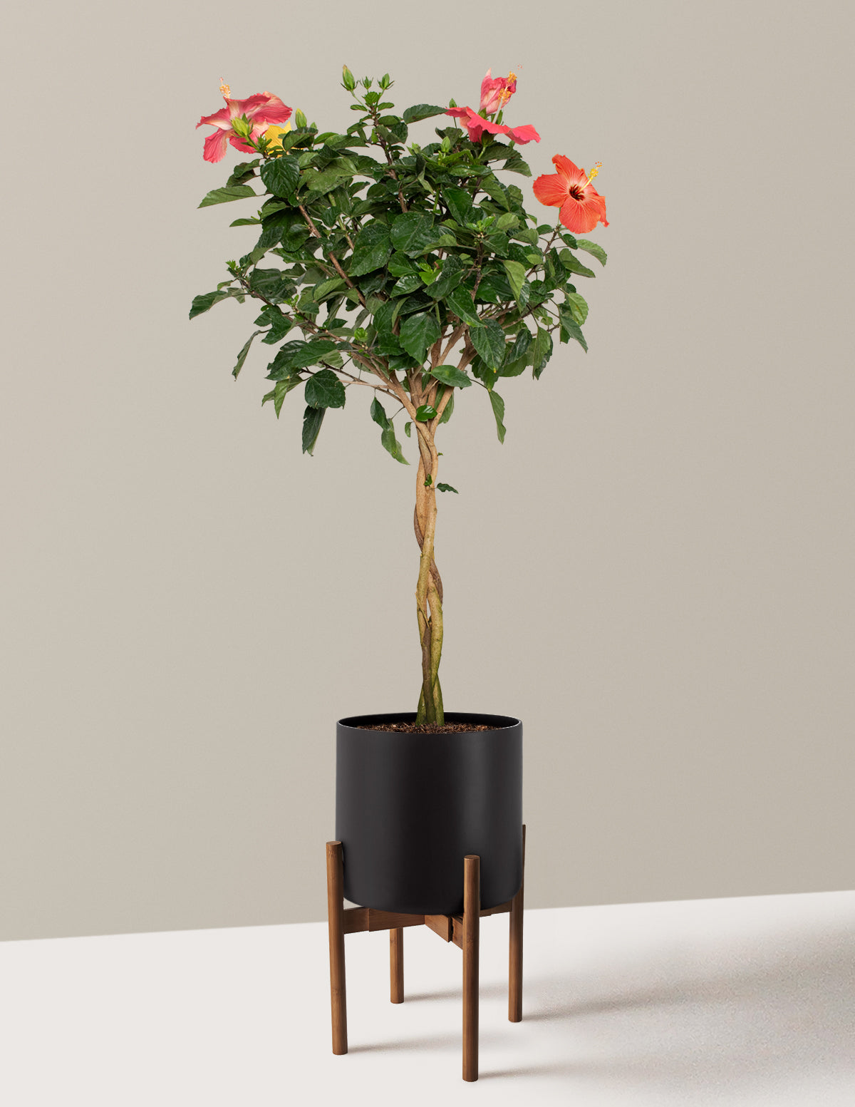 Large Braided Hibiscus