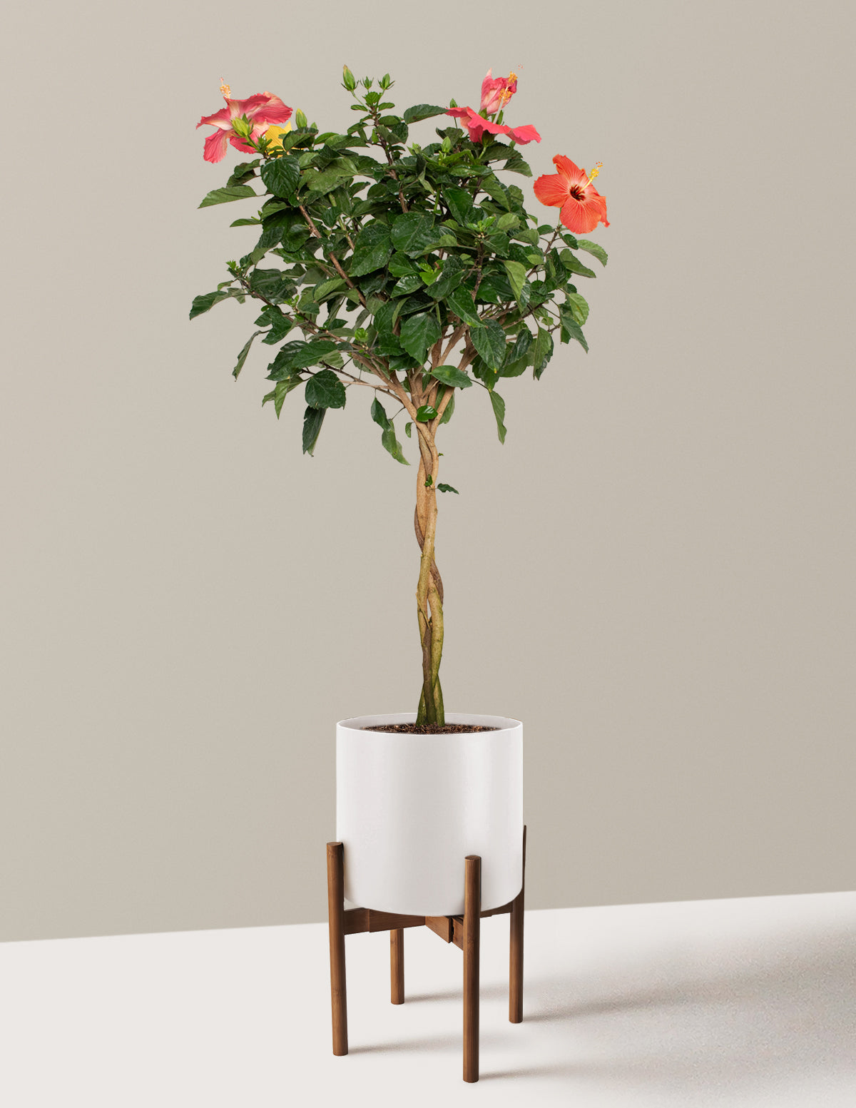 Large Braided Hibiscus