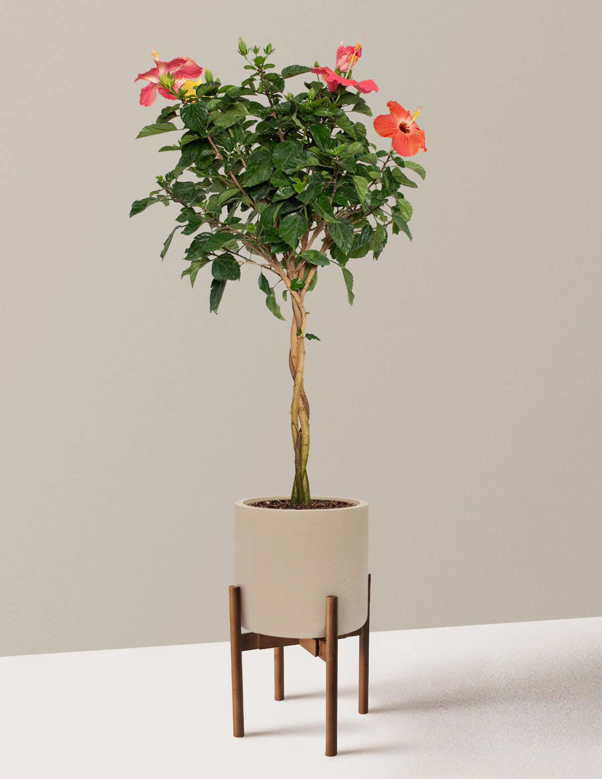 Large Braided Hibiscus