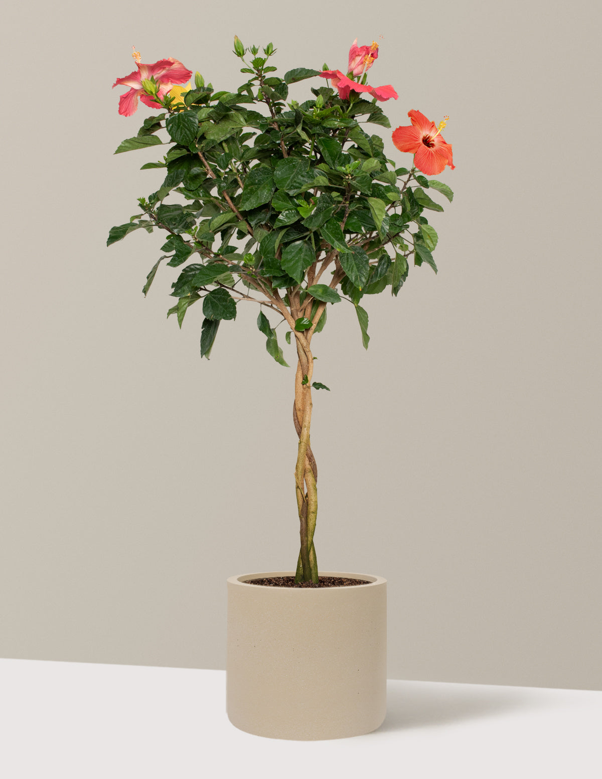 Large Braided Hibiscus