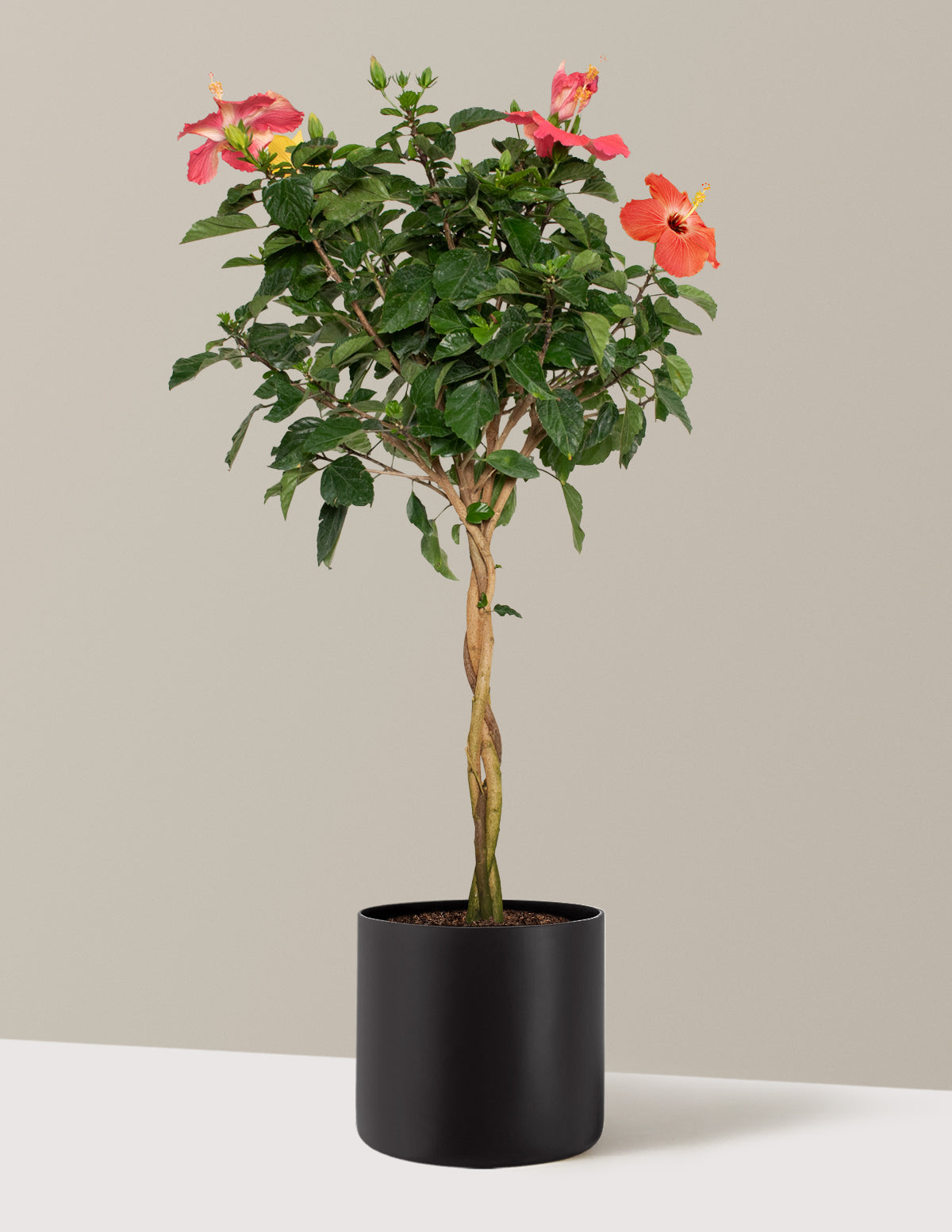 Large Braided Hibiscus