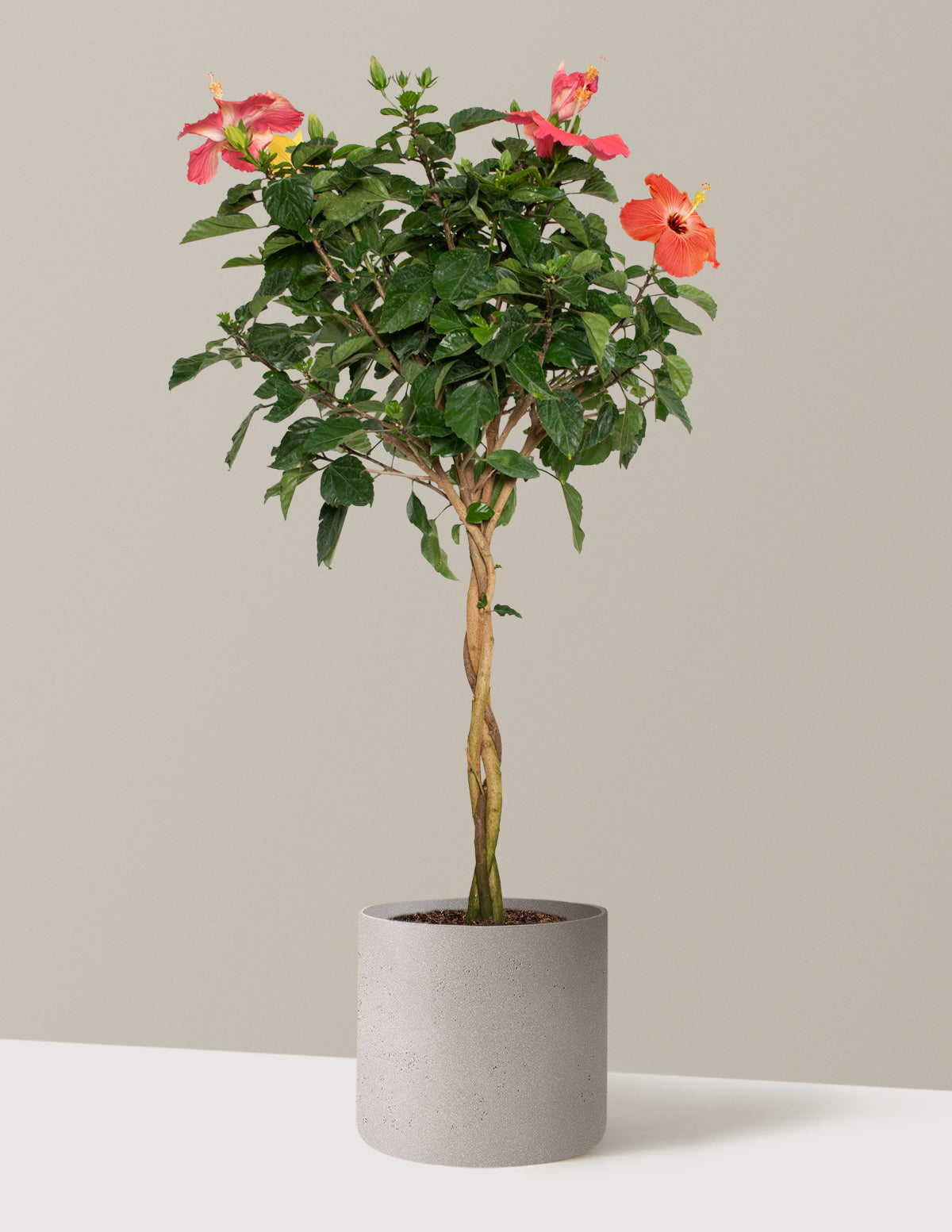 Large Braided Hibiscus