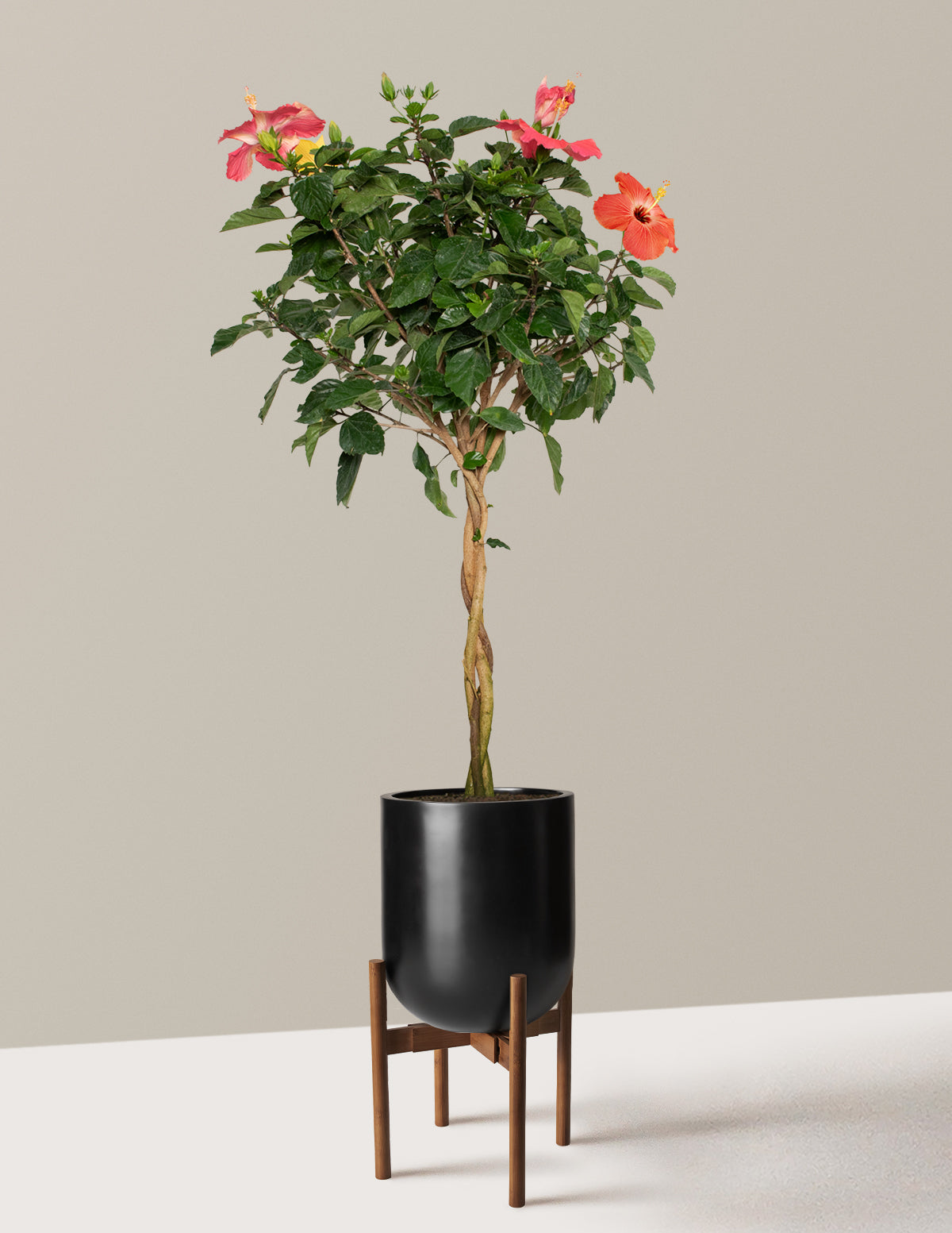 Large Braided Hibiscus