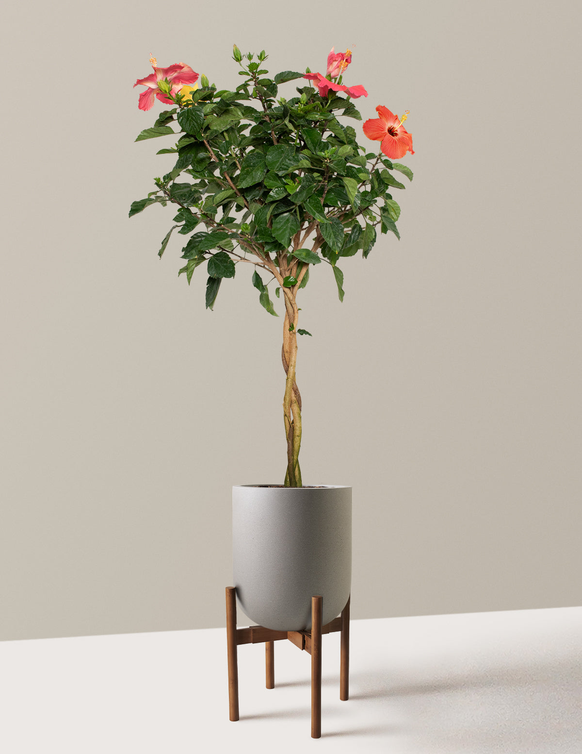 Large Braided Hibiscus