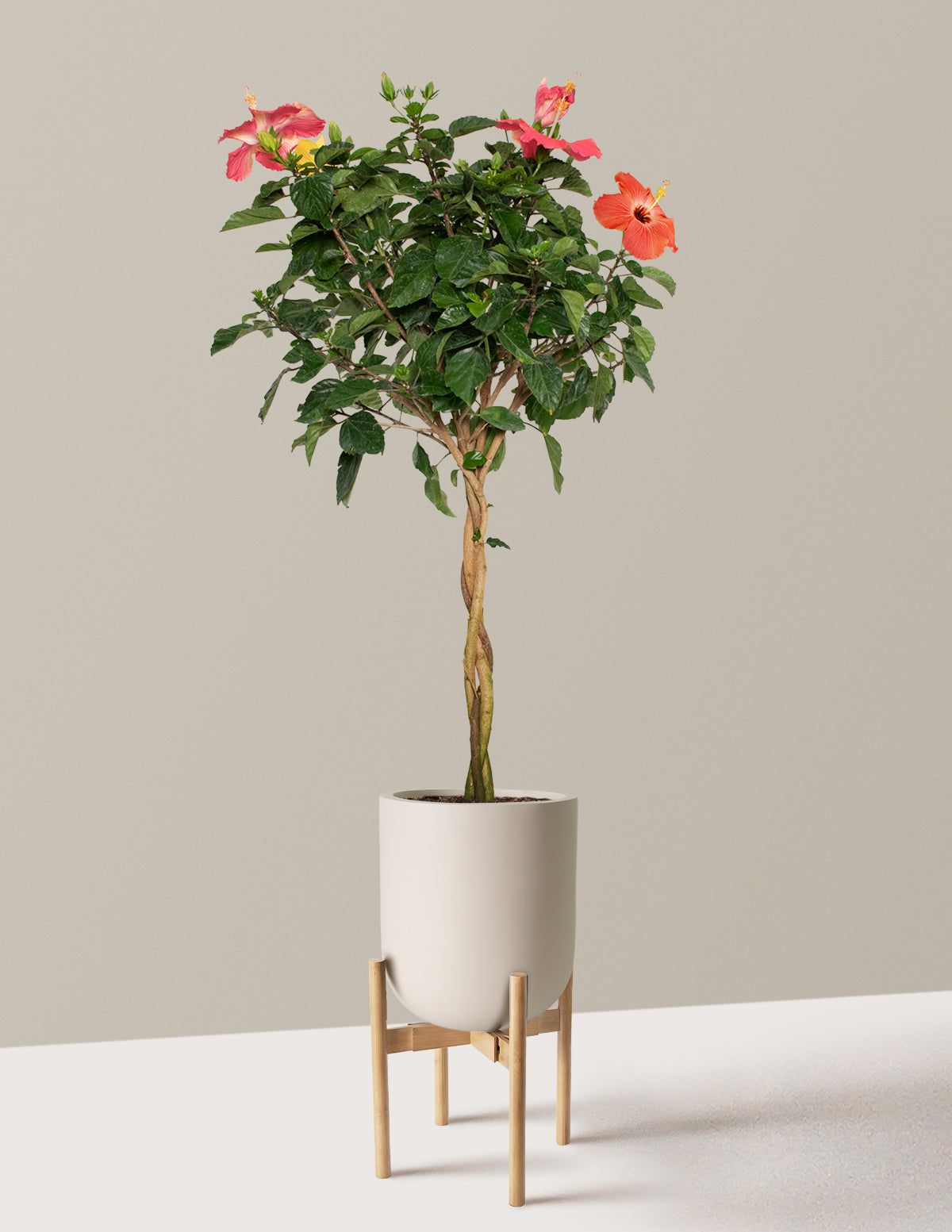 Large Braided Hibiscus
