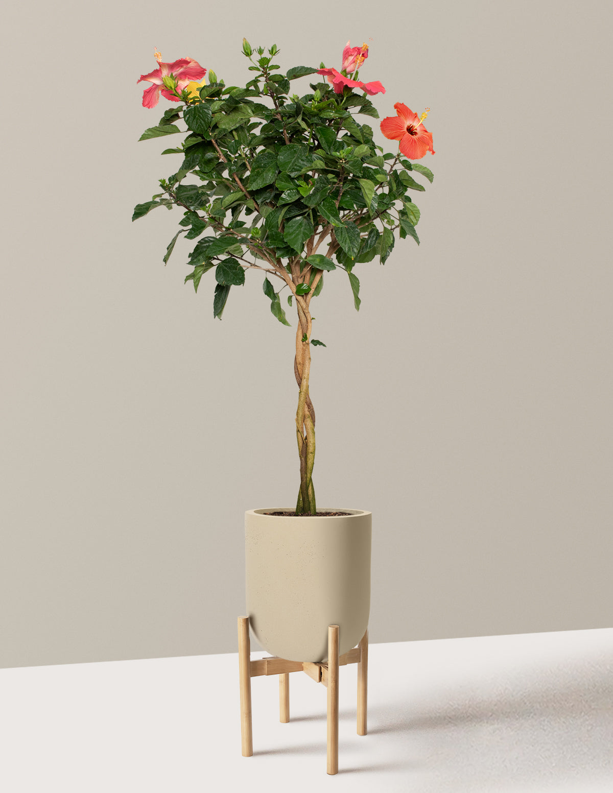 Large Braided Hibiscus